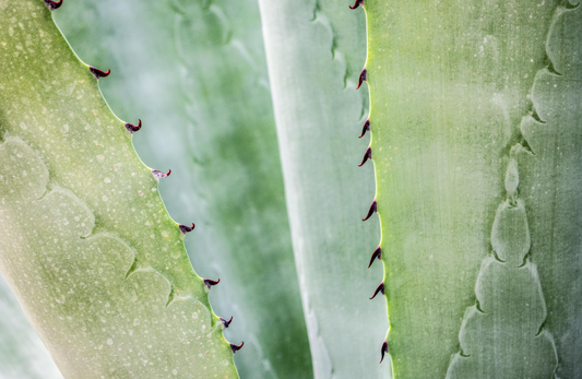 Aloe