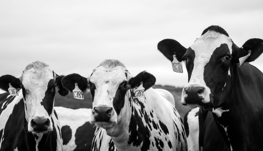 The Rich History of Beef Tallow in Skincare: A Journey Through Time